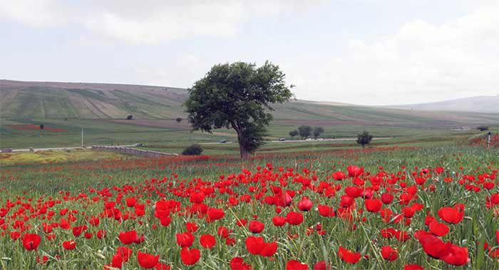 سفر دشت بیلو (مریوان)