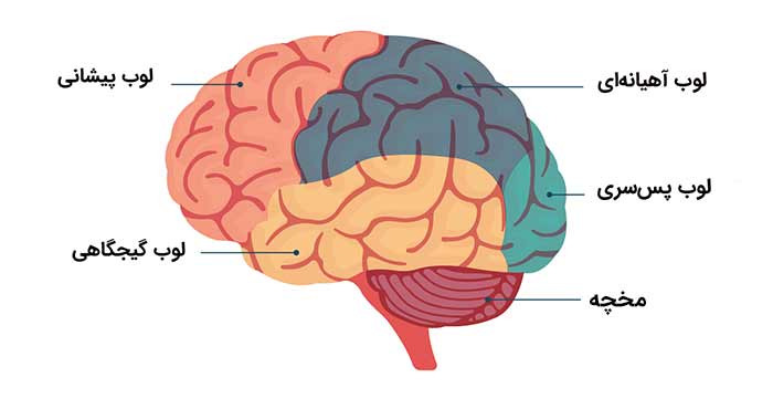 لوب های مغز